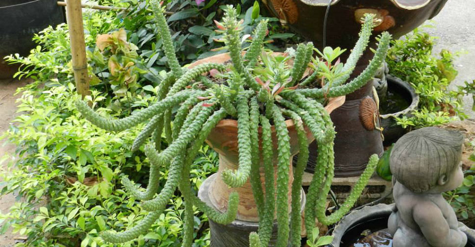 Euphorbia succulenta