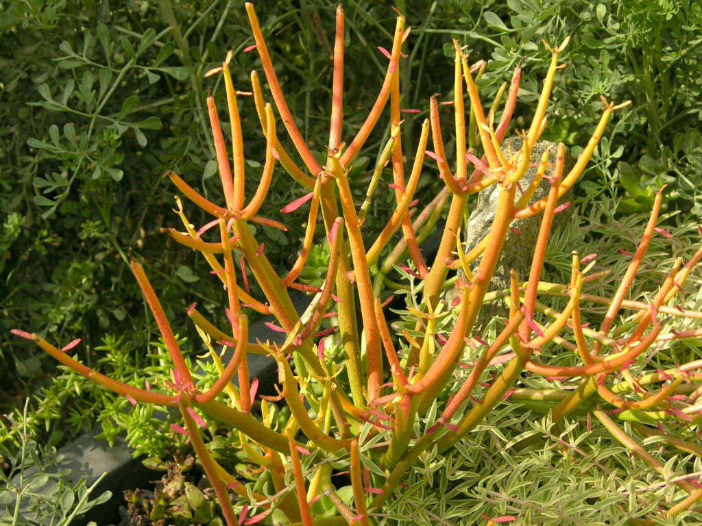 Euphorbia tirucalli ‘Rosea’ (Fire Sticks)