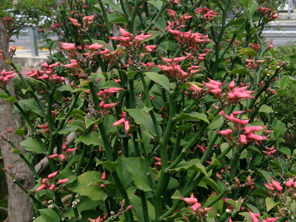 Euphorbia tithymaloides (Devil’s Backbone)