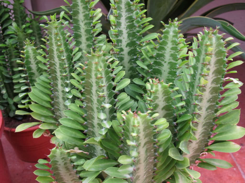 Euphorbia trigona (African Milk Tree)