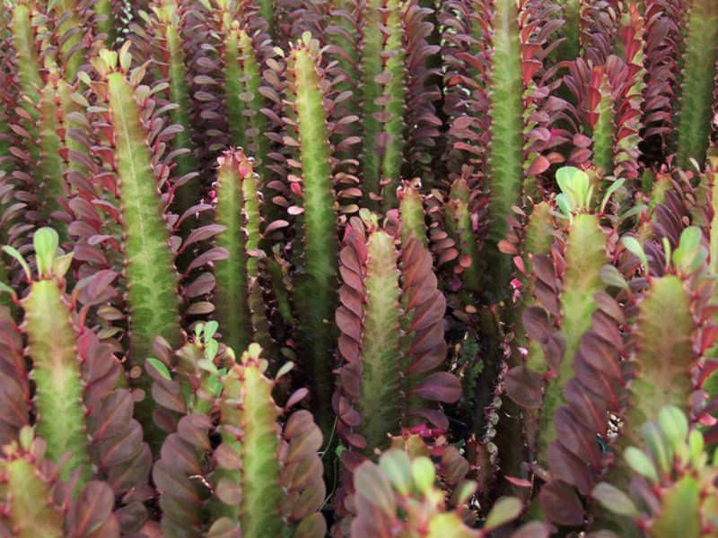 Euphorbia trigona ‘Rubra’ (African Milk Tree)