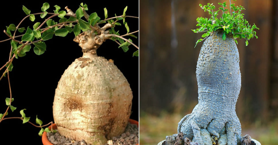 Fockea edulis (Hottentot Bread)