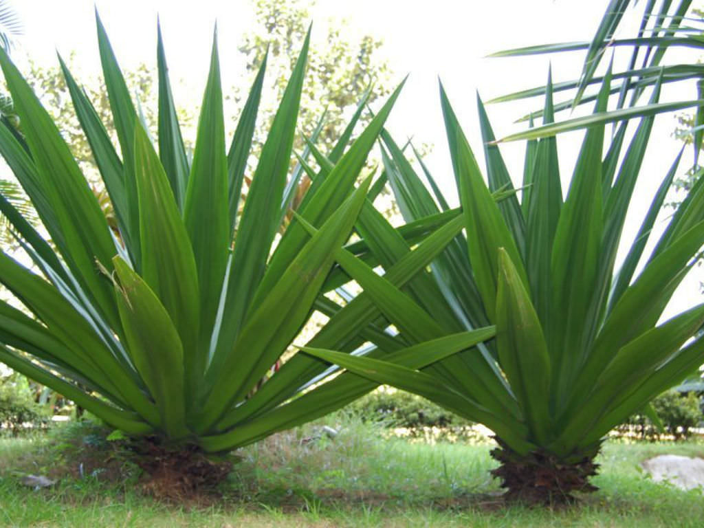 Furcraea foetida (Mauritius Hemp)