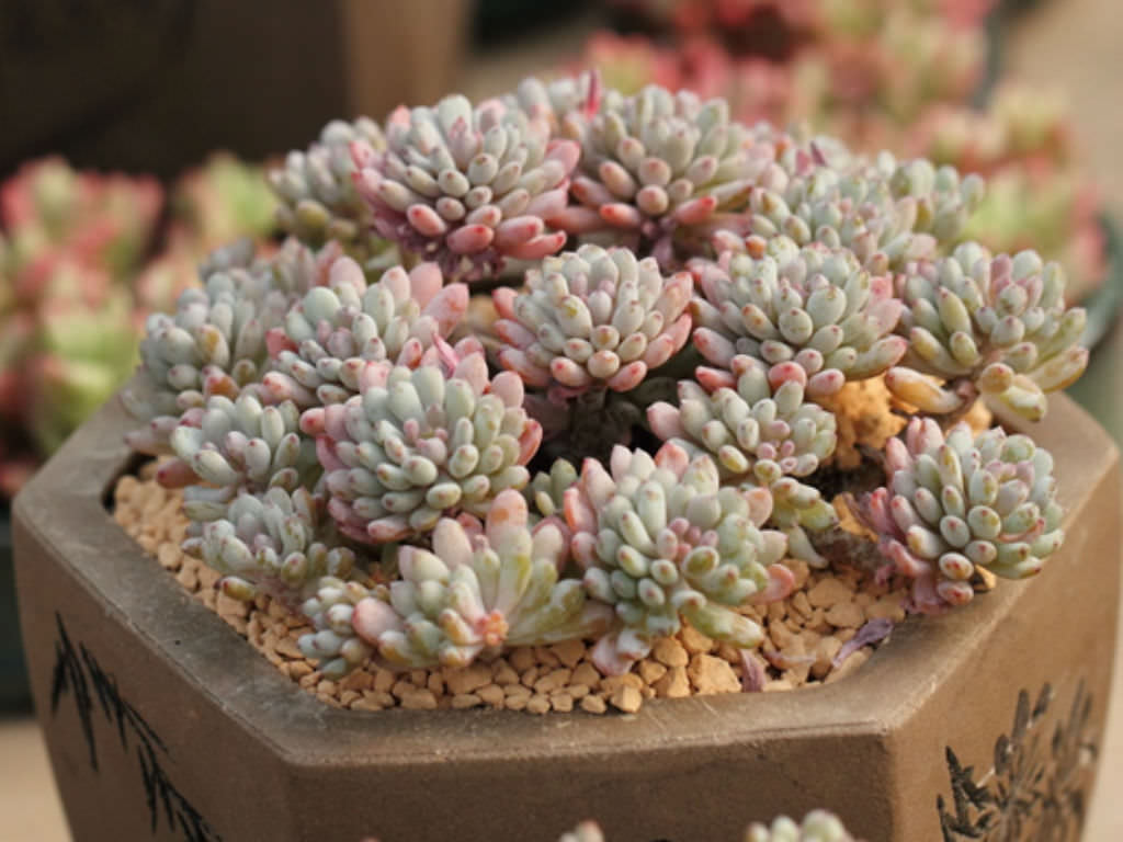 Graptopetalum pachyphyllum (Bluebean)