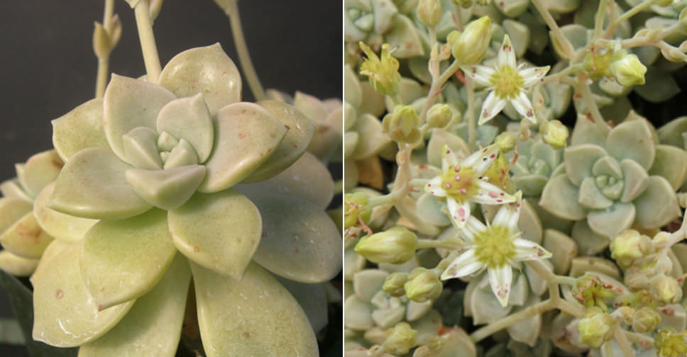 Graptopetalum paraguayense subsp. bernalense (Ghost Plant)