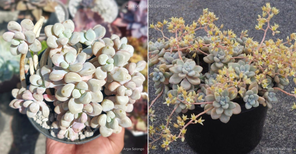 ×Graptosedum ‘Daruma Shu-rei’