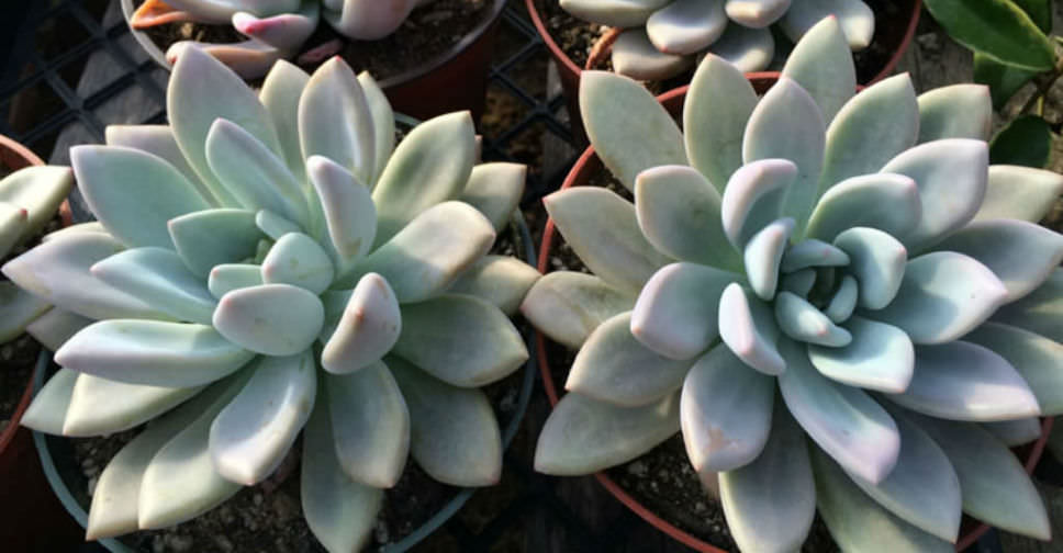 ×Graptoveria ‘Opalina’