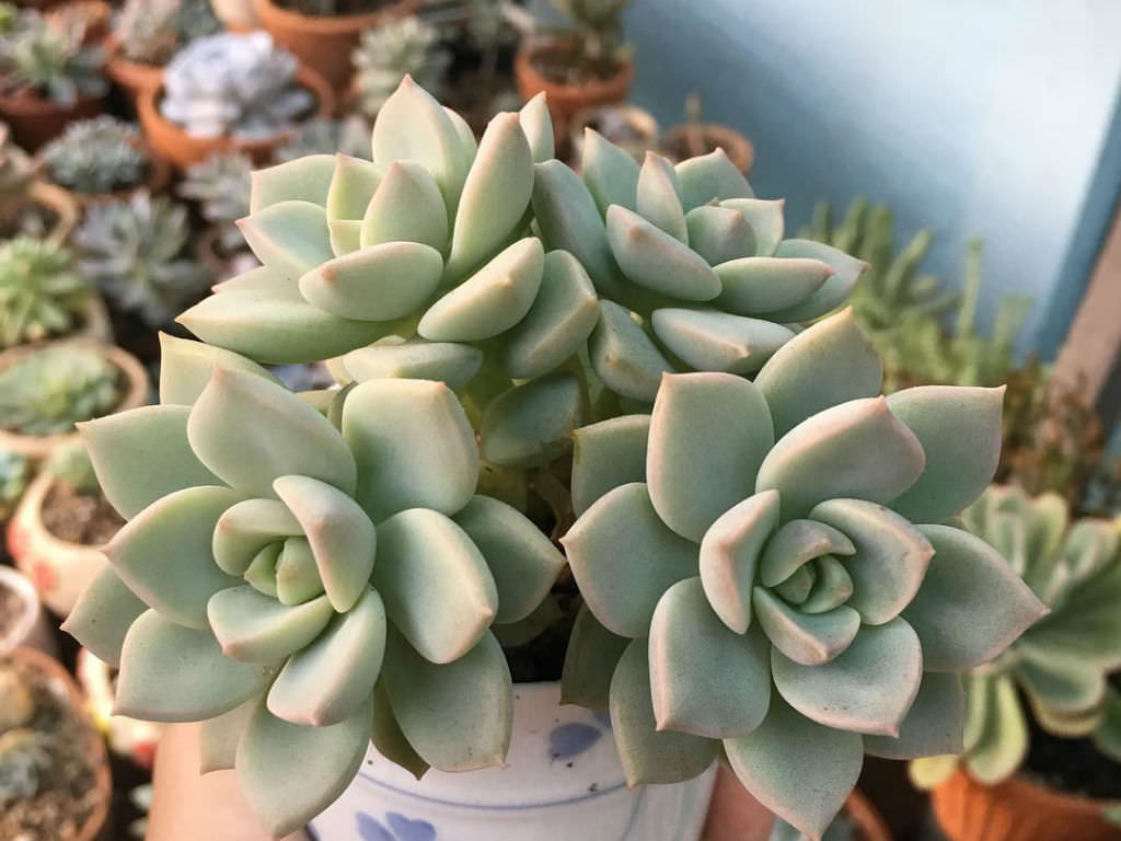 ×Graptoveria ‘Titubans’ (Porcelain Plant)