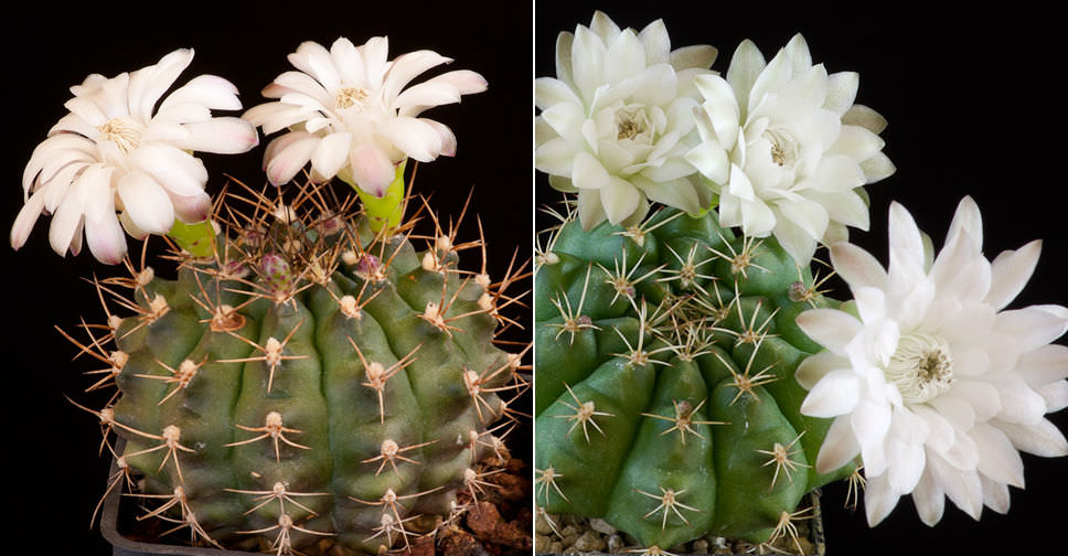 Gymnocalycium anisitsii