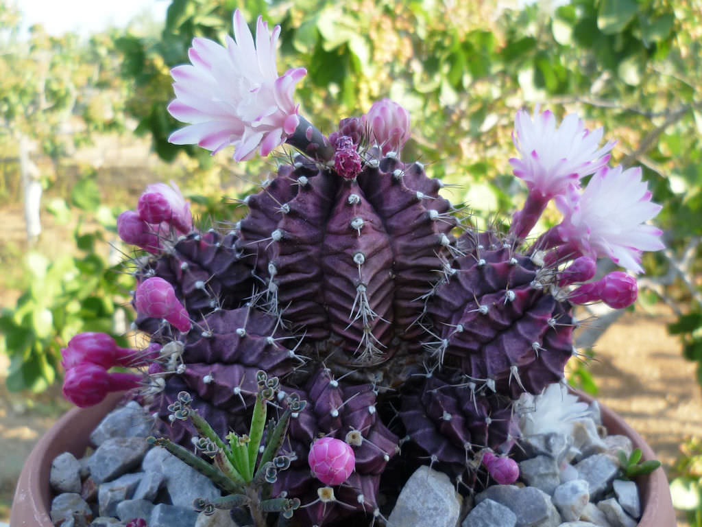 Gymnocalycium mihanovichii ‘Hibotan’ (Ruby Ball)