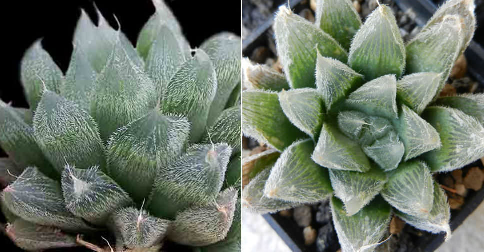 Haworthia cooperi var. venusta