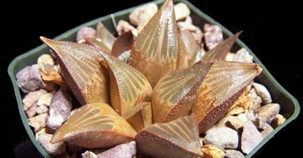 Haworthia mirabilis