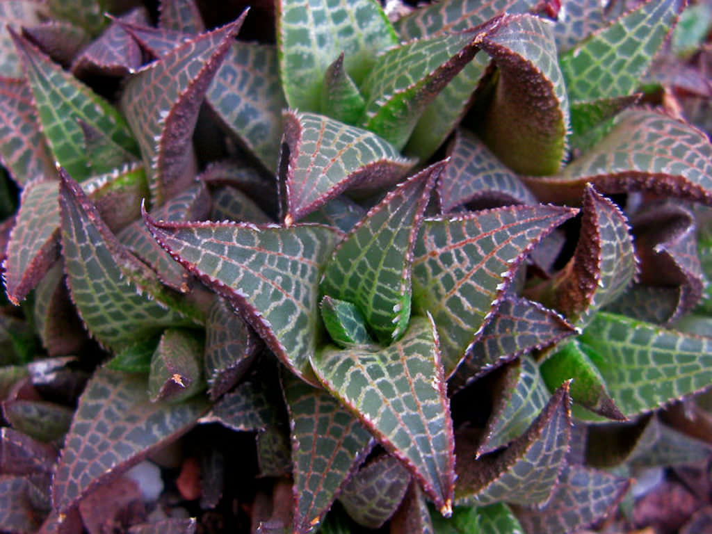 Haworthiopsis tessellata (Veined Haworthia)