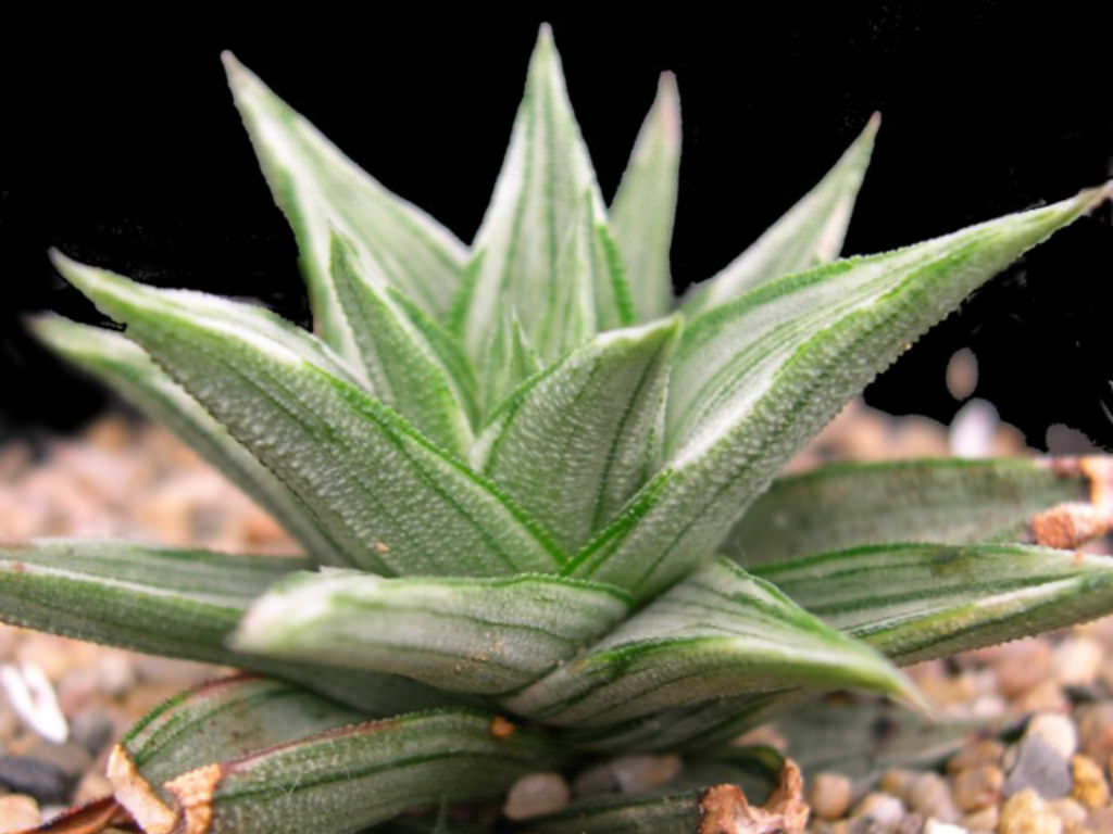 Haworthiopsis tortuosa ‘Variegata’