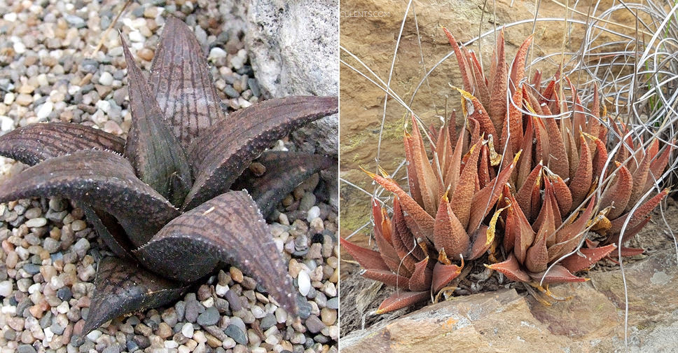 Haworthiopsis venosa (Breede Haworthia)