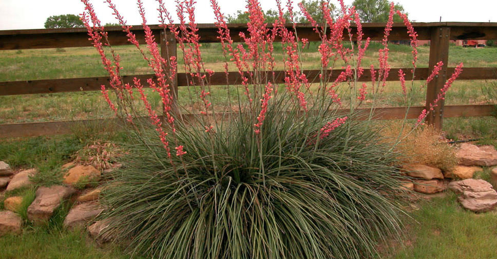 Hesperaloe parviflora (Red Yucca)