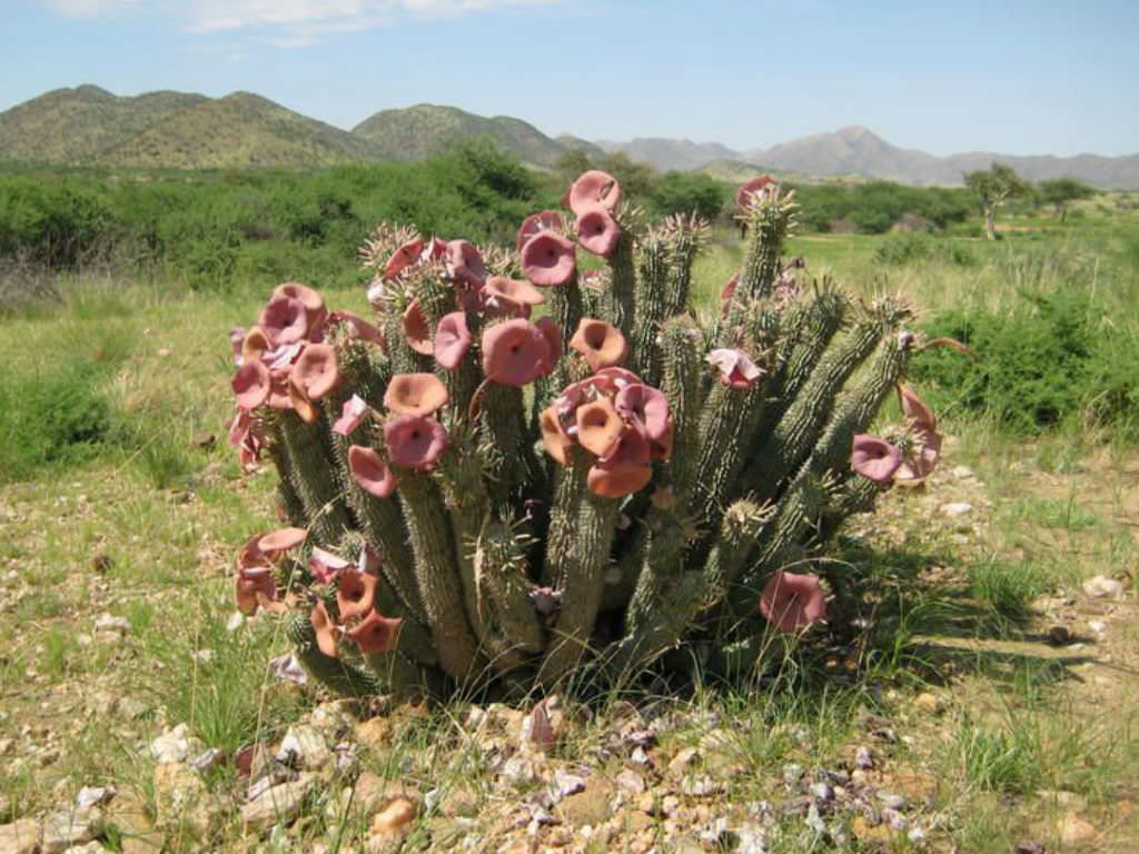 Hoodia currorii