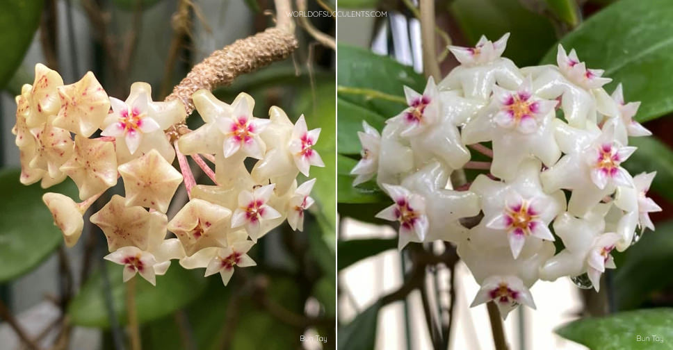 Hoya bhutanica