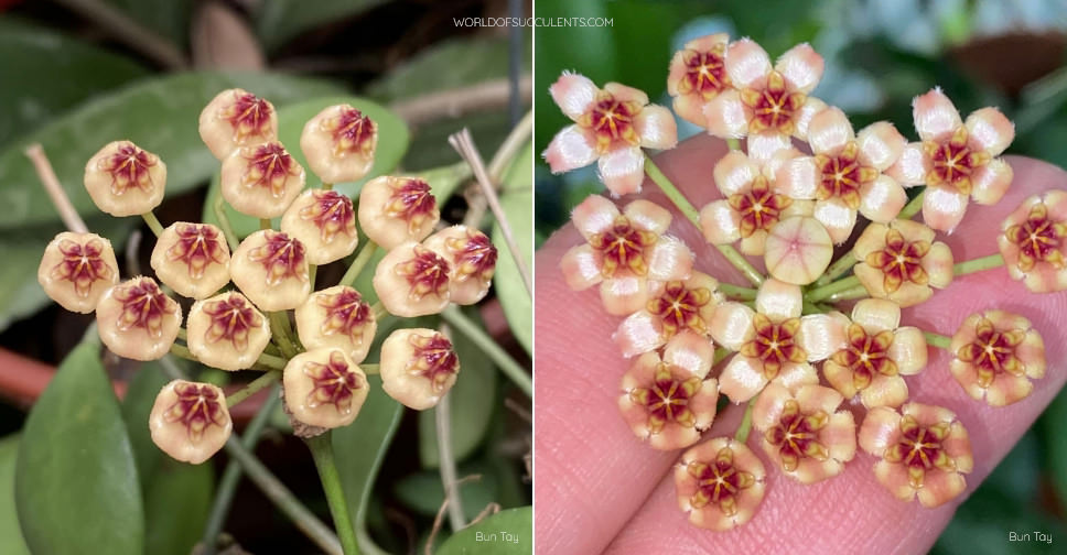 Hoya brevialata