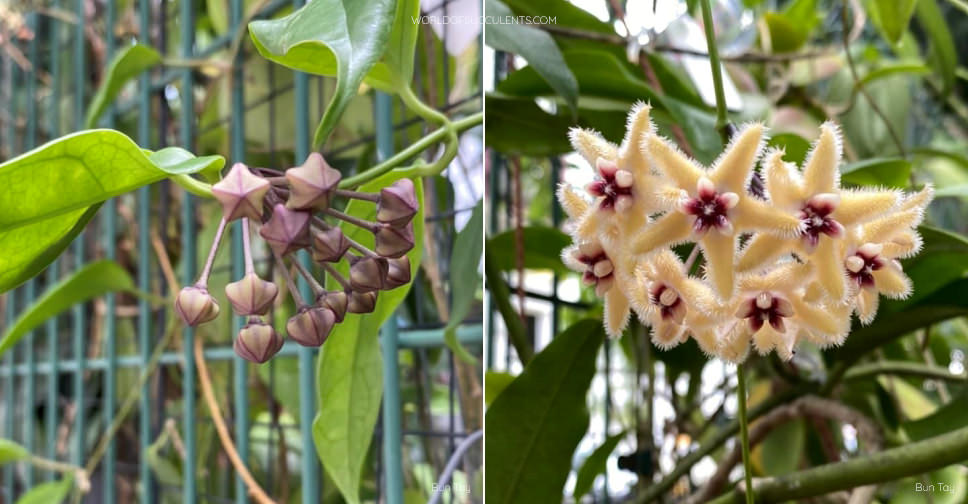 Hoya buotii