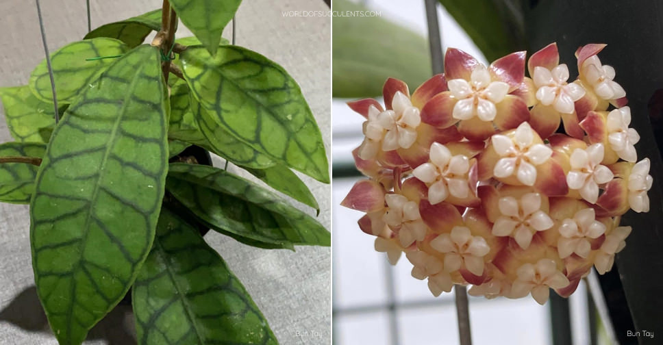 Hoya callistophylla