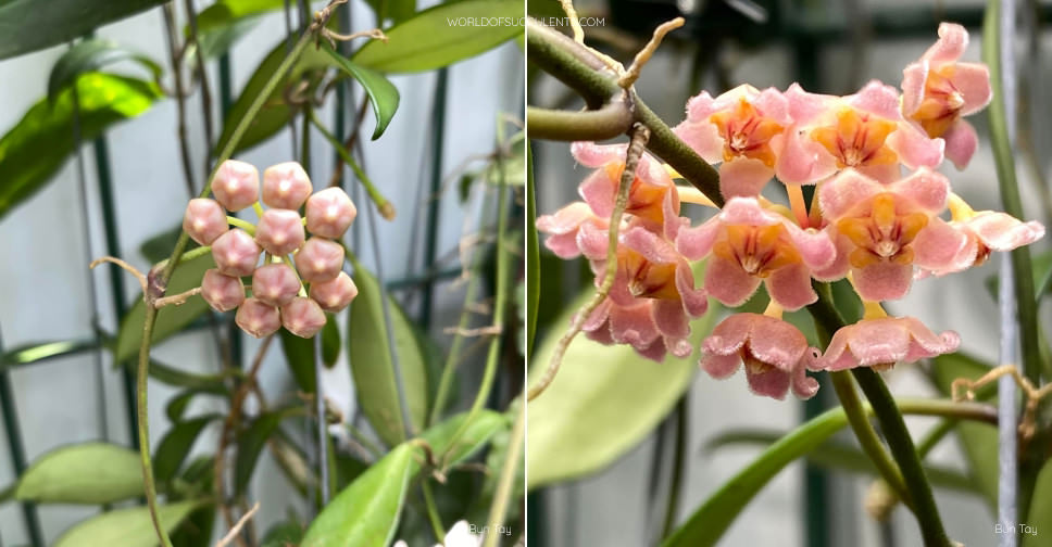 Hoya davidcummingii