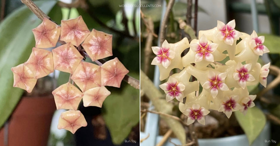 Hoya dolichosparte