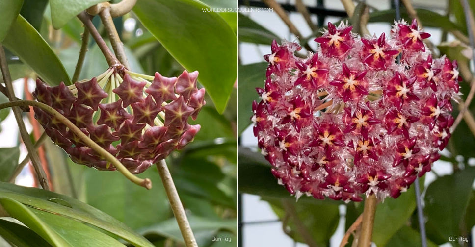 Hoya elmeri