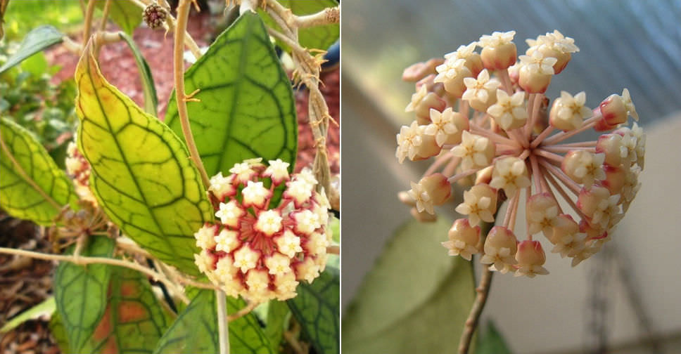 Hoya finlaysonii (Wax Plant)