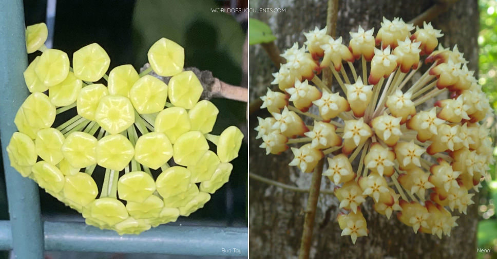 Hoya incrassata