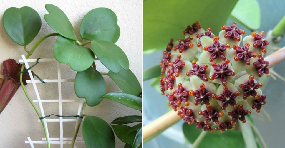 Hoya kerrii (Sweetheart Hoya)