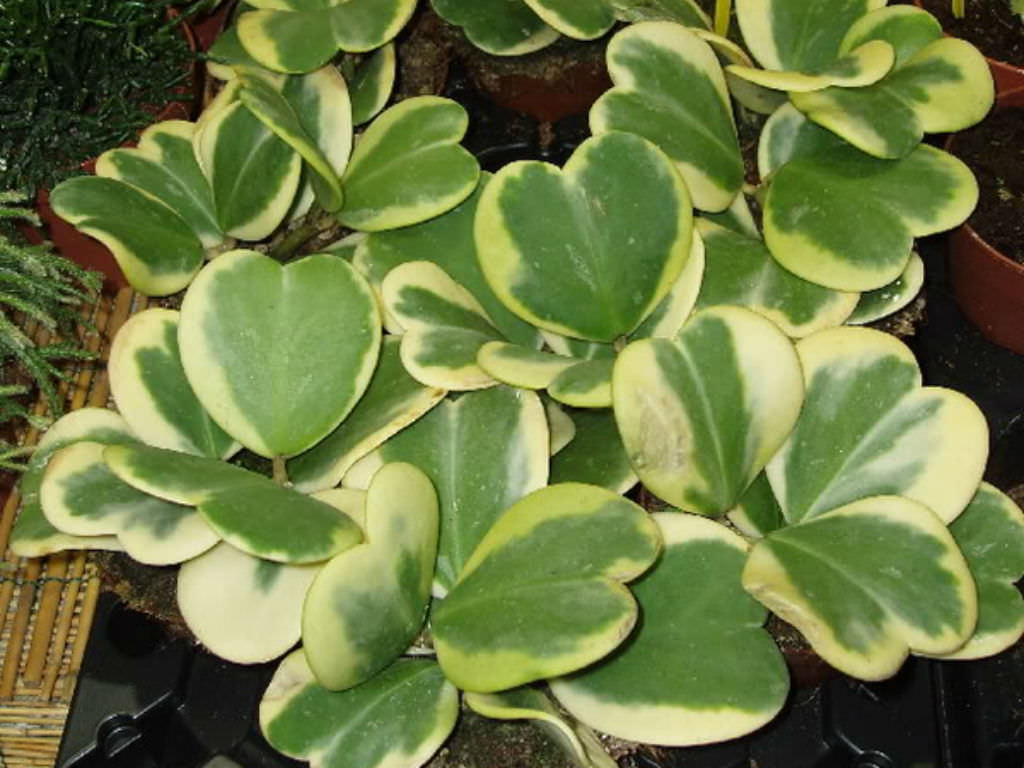 Hoya kerrii ‘Variegata’ (Sweetheart Hoya)