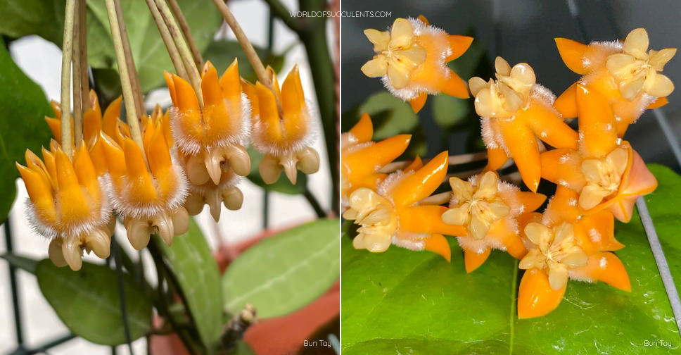 Hoya lasiantha