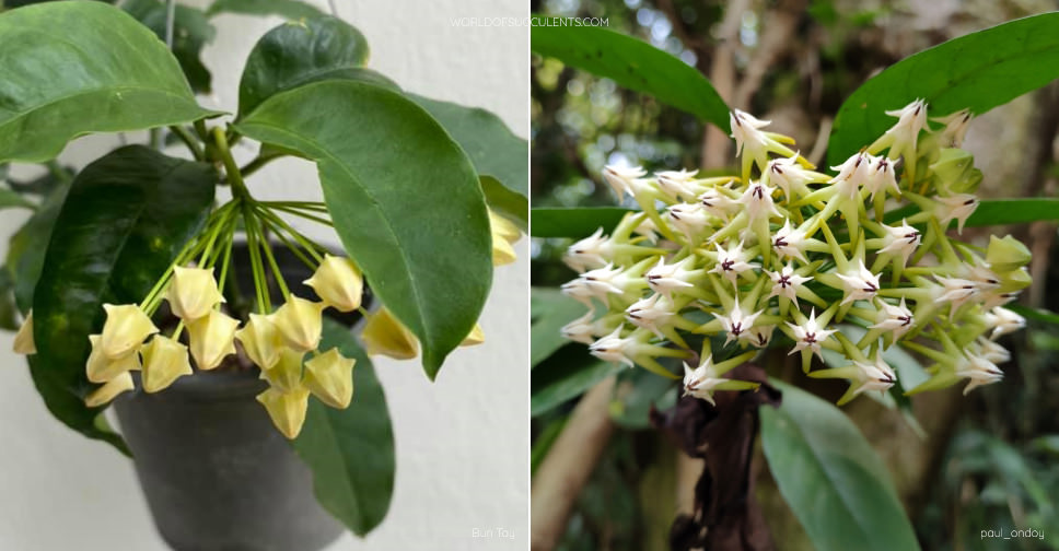 Hoya multiflora (Shooting Star Hoya)