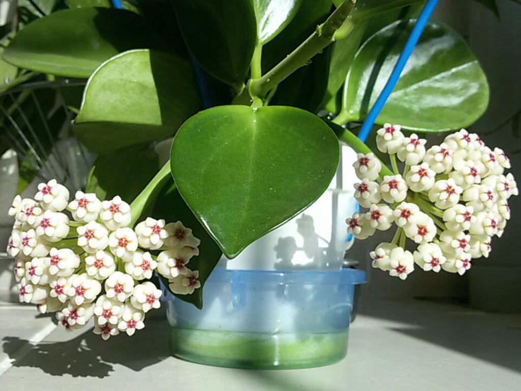 Hoya pachyclada ‘Red Corona’