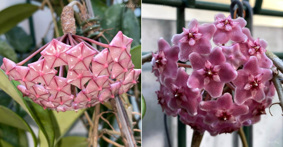 Hoya pubicalyx