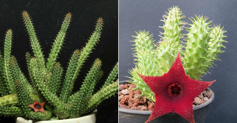 Huernia aspera