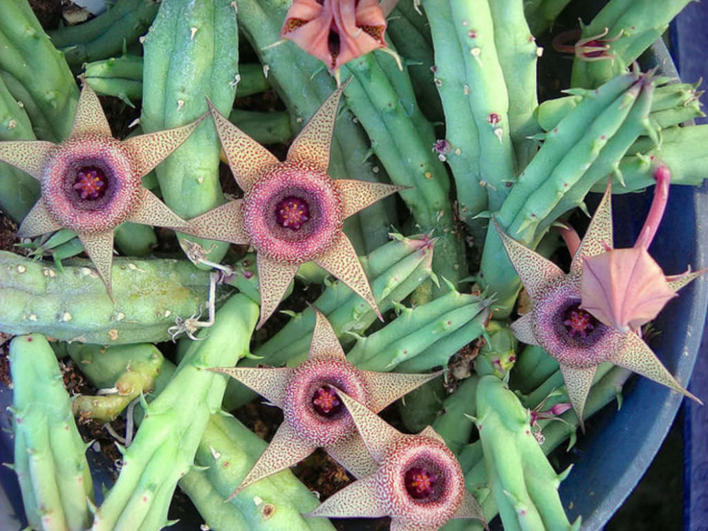 Huernia procumbens