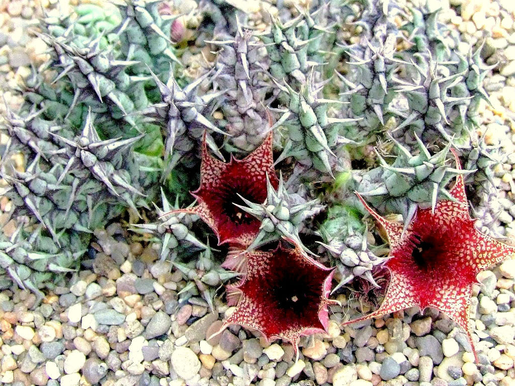 Huernia saudi-arabica