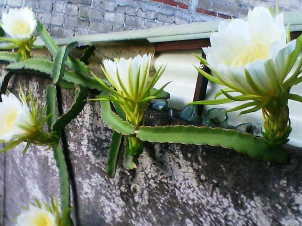 Hylocereus trigonus (Strawberry Pear)