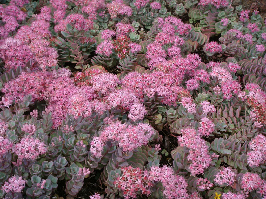 Hylotelephium cauticola (Cliff Stonecrop)