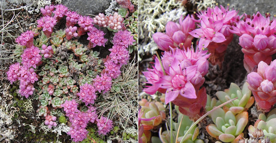 Hylotelephium cyaneum (Azure Stonecrop)