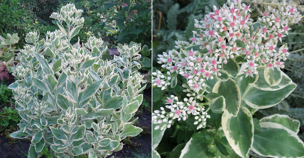 Hylotelephium erythrostictum ‘Frosty Morn’ (Frosty Morn Stonecrop)