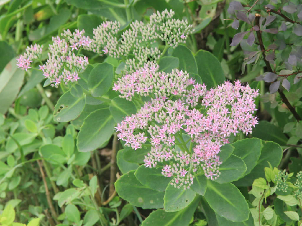 Hylotelephium erythrostictum (Garden Stonecrop)