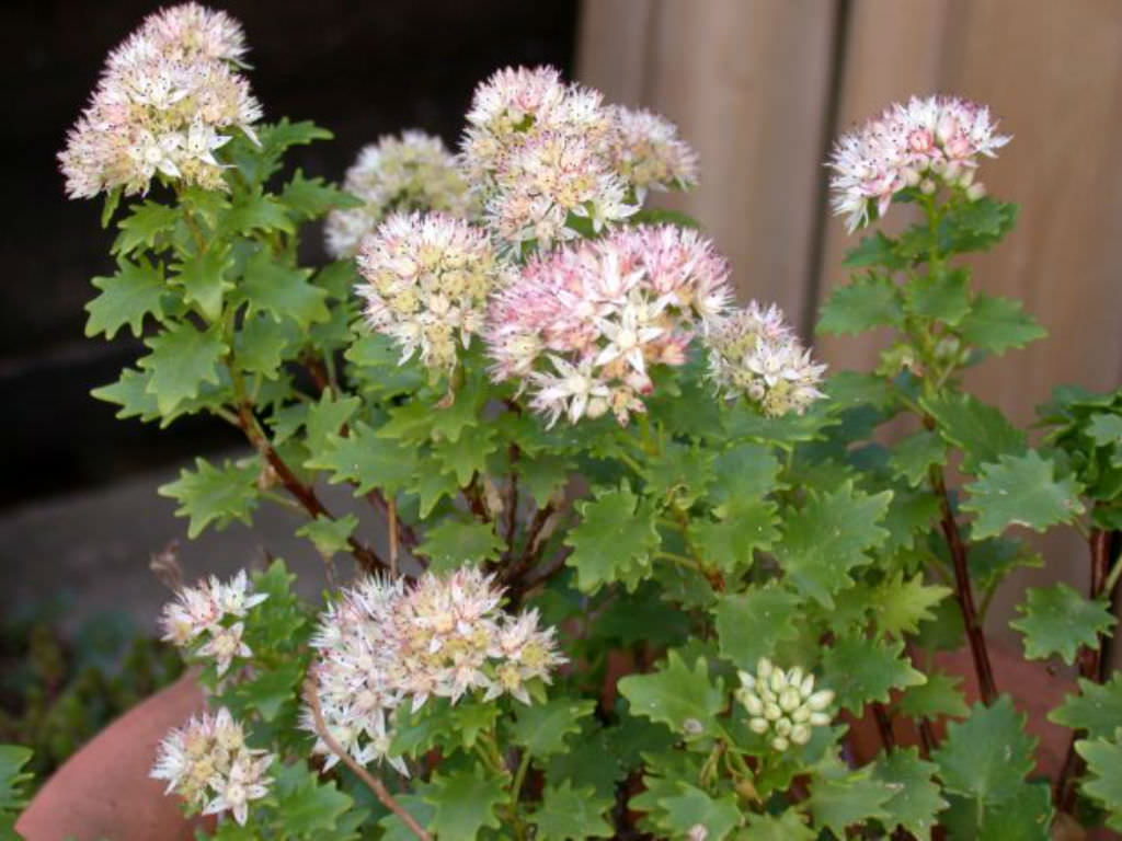 Hylotelephium populifolium (Poplar-leaved Stonecrop)