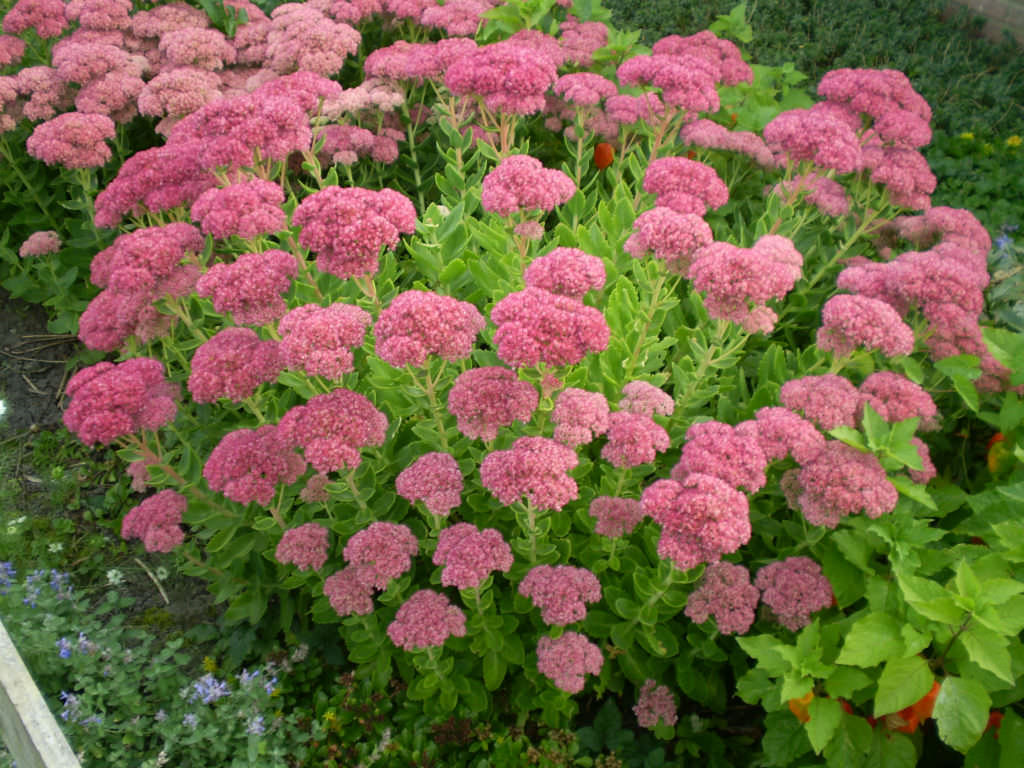 Hylotelephium spectabile ‘Brilliant’ (Brilliant Stonecrop)