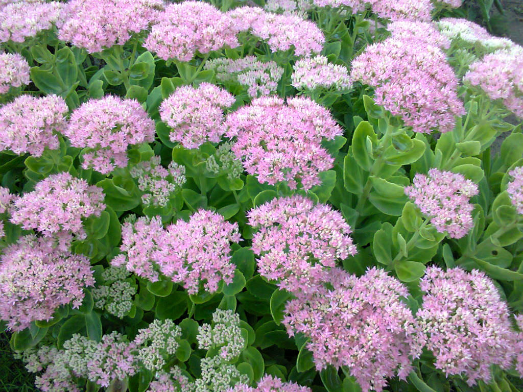 Hylotelephium spectabile (Showy Stonecrop)