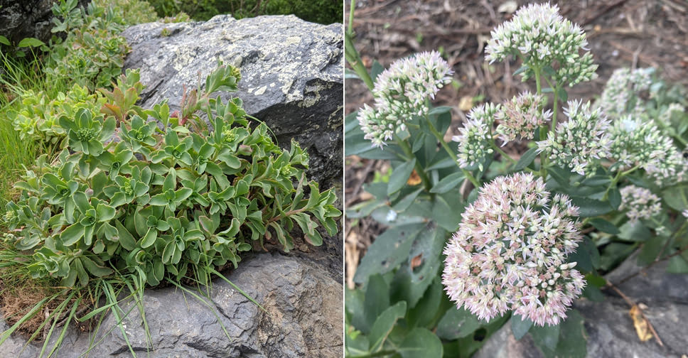 Hylotelephium telephioides (Allegheny Stonecrop)