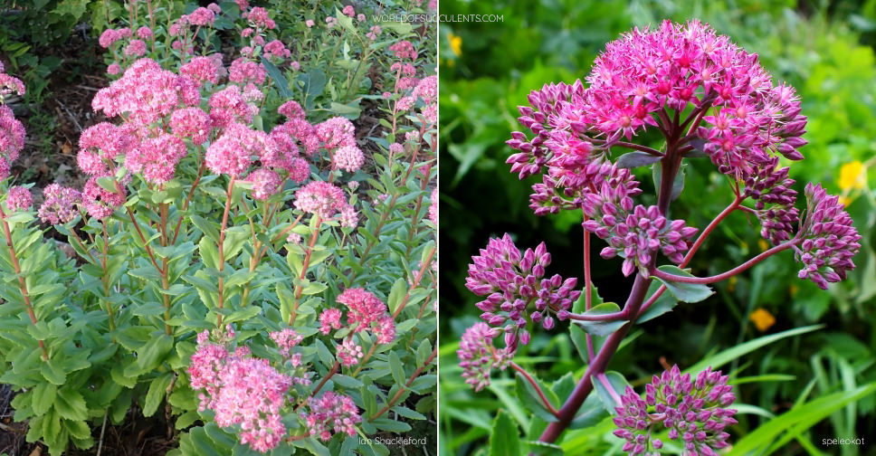 Hylotelephium telephium (Orpine)