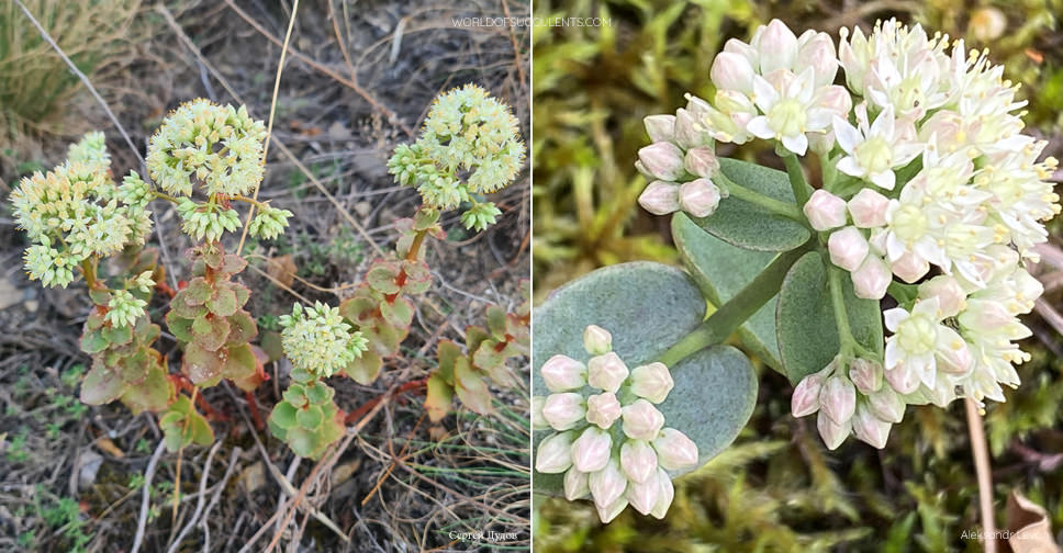 Hylotelephium telephium subsp. ruprechtii